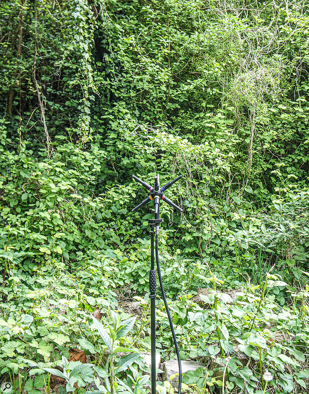 The BP3600 on duty as a dawn chorus mic. The BP3600 on duty as a dawn chorus mic.