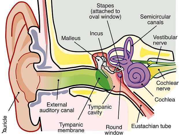 The three sections of the human ear. Left to right: sound waves travel from the outer ear via the ear canal to the tympanic membrane (eardrum) where those waves are transformed into mechanical energy and amplified by the three bones in the middle ear. The last bone, the stapes, is attached to the inner ear or cochlea, which converts the mechanical energy into electrical impulses, which are carried along the cochlear or auditory nerve.