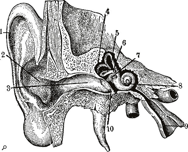 Why Your Ears Are Lying To You