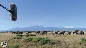 Recording elephants on location. Chris’s DPA lavalier mics turned out to be robust enough to survive being trodden on!